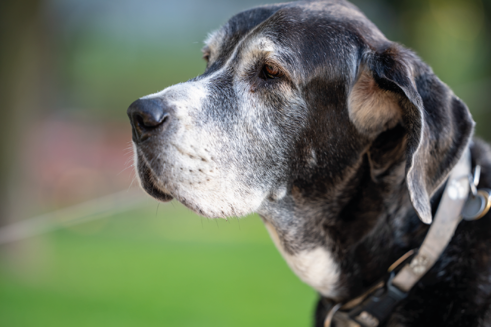 senior dog with white fur